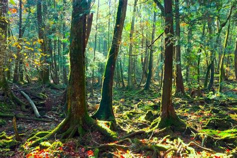 Explore Mt. Fuji Ice Cave in Aokigahara Forest in Fujikawaguchiko-machi ...