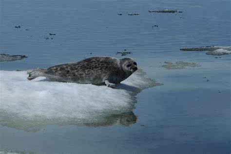 Ringed Seal | NOAA Fisheries