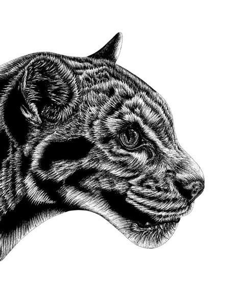 Clouded leopard Drawing by Loren Dowding - Fine Art America