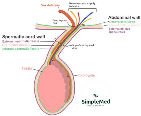 Spermatic Cord Anatomy Diagram