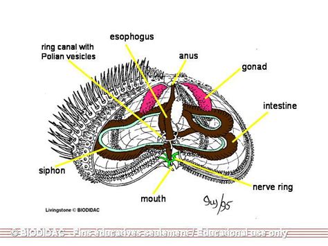 [DIAGRAM] Sea Urchin Anatomy Diagram - MYDIAGRAM.ONLINE