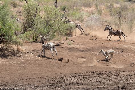 Lion clings to zebra as it tries to make fast getaway | Daily Mail Online