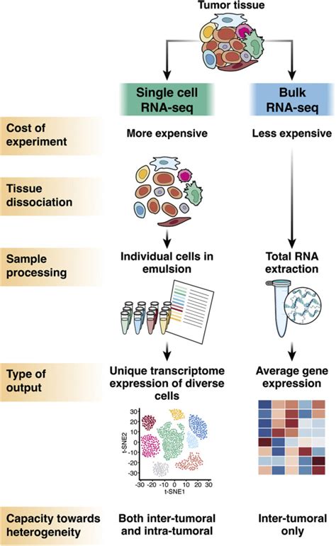 Single-Cell Transcriptomics of Liver Cancer: Hype or Insights? - Cellular and Molecular ...