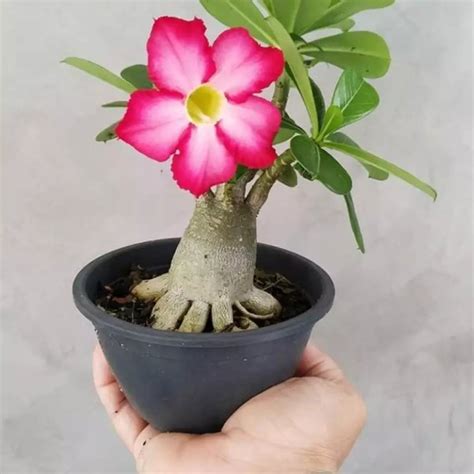 Harga Bibit Bunga Adenium Kamboja Murah Terbaru 2023 | Katalog.or.id