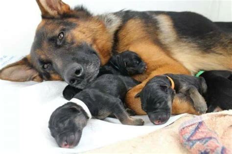 Take Care of Newborn German Shepherd Puppies - Pet Care Stores