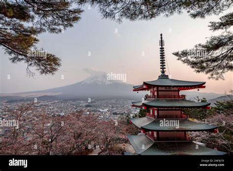 The mount Fuji with some cherry blossoms Stock Photo - Alamy