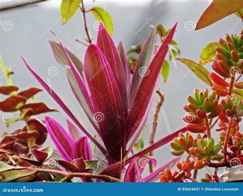 Succulents in the rain stock image. Image of detail, rain - 85624447