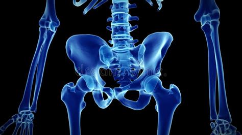 Human Skeleton Synovial Joint Anatomy with Articulate Capsule 3D Stock Footage - Video of ...
