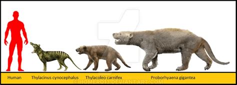 Thylacoleo - Facts and Pictures