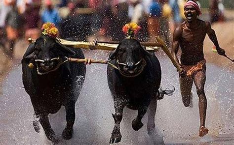 Supreme Court refuses stay PETA plea to ban Kambala. What is Kambala ...