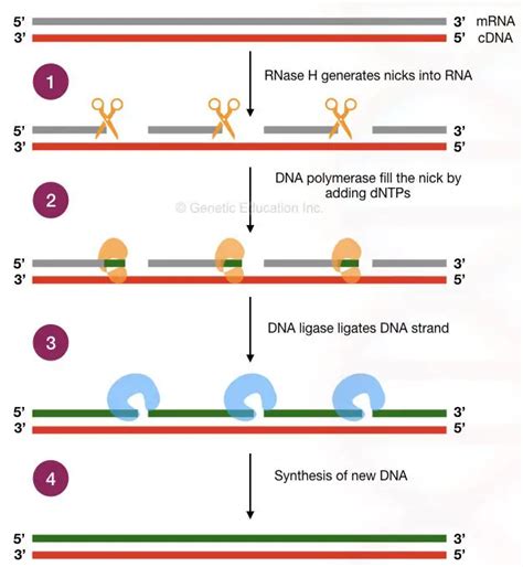 Reverse Transcription PCR: Principle, Procedure, Protocol, Advantages, Limitations, Applications