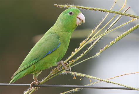 Important Facts About Parrotlets