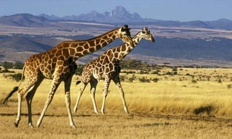 Giraffe numbers in Masai Mara down 95% | Wildlife | The Guardian