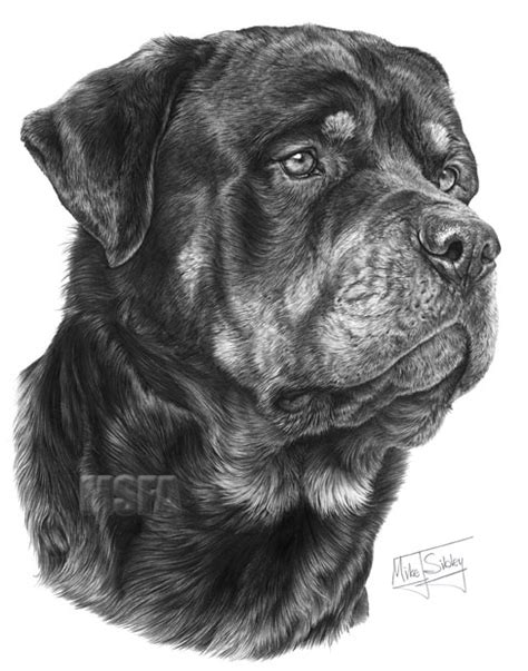 ROTTWEILER fine art dog print by Mike Sibley