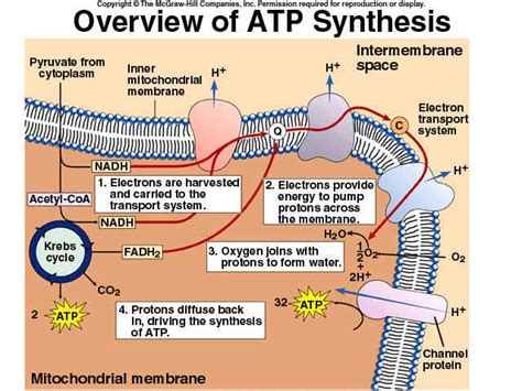 Cellular Respiration | Biochemistry, Molecular biology, Biology classroom