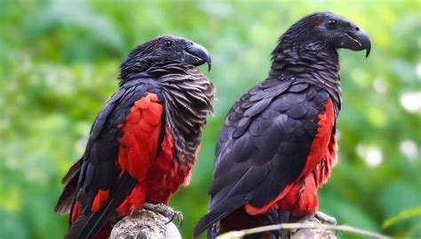 In Pics: Dracula Parrot, A Rare Vulture-Parrot Hybrid Is Probably The Most Badass Looking Bird