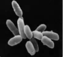 Archaebacteria