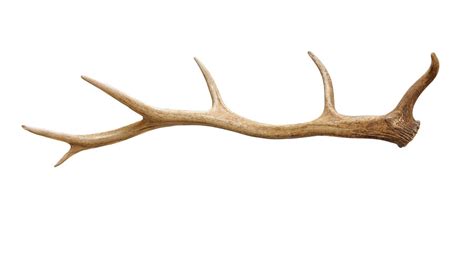 Elk Antler Drawing | Free download on ClipArtMag