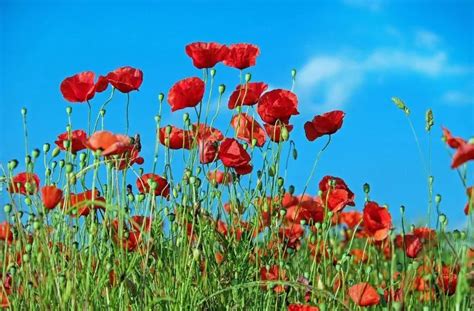 Poppy - ancientsymbols.org