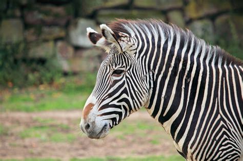 Zebra Head Free Stock Photo - Public Domain Pictures