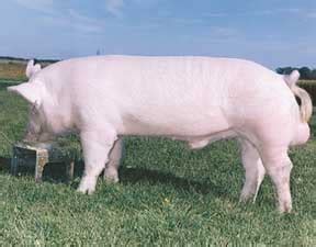 Pig Breeds - Utah Pork