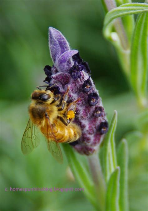 Homespun bliss: Beautiful busy bees in my blooming lavender