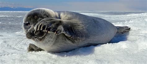 The Baikal Seal | Critter Science