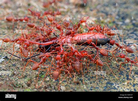 Ants carrying food hi-res stock photography and images - Alamy