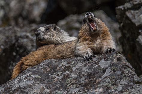 Photo: Marmot Is Not Impressed