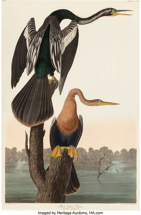 John James Audubon Paintings for Sale | Value Guide | Heritage Auctions