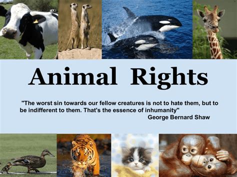 Animal Rights