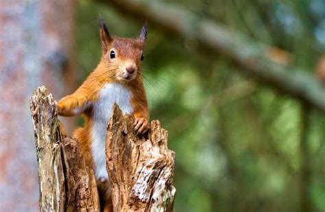 Red Squirrel - Description, Habitat, Image, Diet, and Interesting Facts