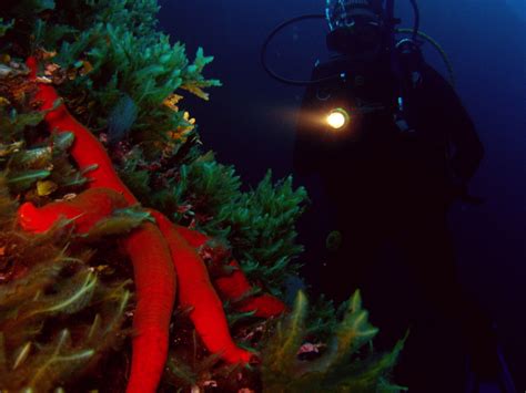 What makes night diving so special? - Scuba-Explorers.com - Scuba-Explorers.com