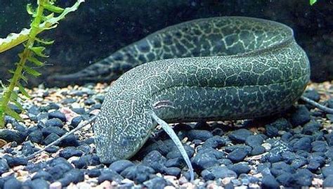 Marbled Lungfish (Protopterus aethiopicus) | Tropical Fish Keeping