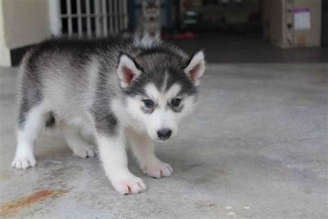 Siberian Husky Wolf Puppies | LovelyPuppy: Female Siberian Husky Puppy ...