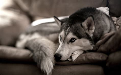 🔥 [100+] Husky Wallpapers Desktop | WallpaperSafari