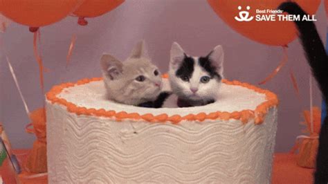 Birthday Kitten GIFs - Get the best GIF on GIPHY