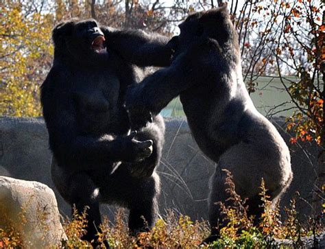 Photos-Of-Gorilla-Fighting-2 - Sharat Jaswal