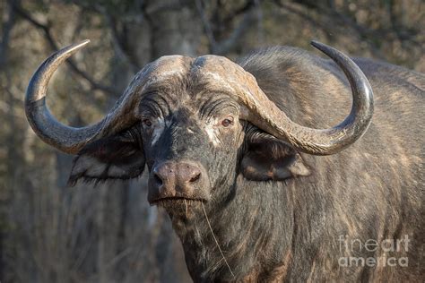 Big old Bull Photograph by Stephan Olivier - Fine Art America