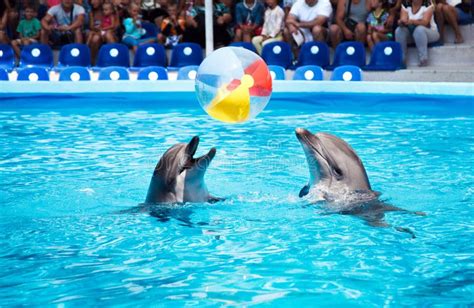 Two Dolphins Playing in Dolphinarium Stock Photo - Image of blue ...