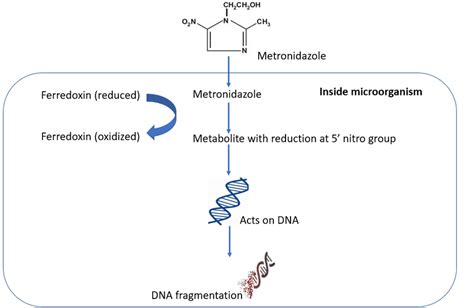 Metronidazole Mechanism Of Action