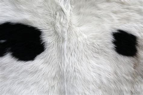 Cow skin as background stock image. Image of decorative - 181257339