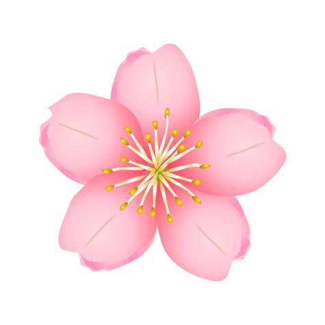 Free Cherry blossoms image｜Free Cartoon & Clipart & Graphics [ii]