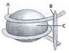 Identify A, B and C in the given diagram. a) A. DNA, B. H1 histone, C. Histone octamer ...