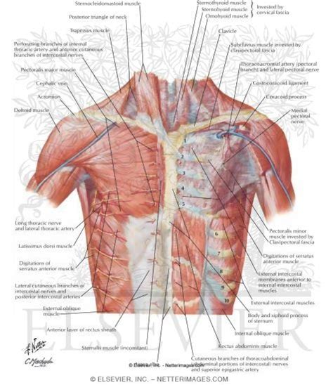 Anatomy Chest Wall - Anatomical Charts & Posters