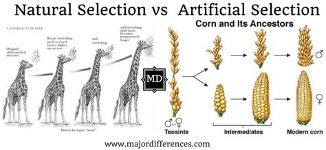 10 Differences between Natural selection and Artificial selection ...