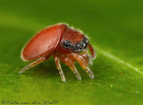 a red insect sitting on top of a green leaf