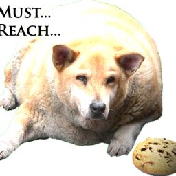 Funny fat dogs pictures |Funny Animal