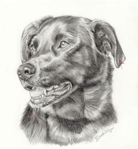 Custom Dog Portrait-Labrador Retriever- Dog Drawing-Pet Portrait in ...