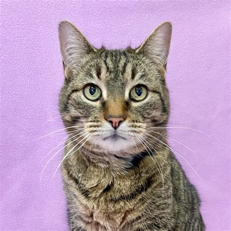 Scout is adopted! | Happy Cats Haven